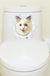 3D Cute Cat Wall Art Sticker Bathroom Toilet Lid Cover Decal Home Office Decor