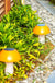 Garden Landscape Lawn And Mushroom Ground Plug Lights