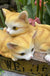 Cute Realistic Resin Animal Cat Solar Light Garden Decoration