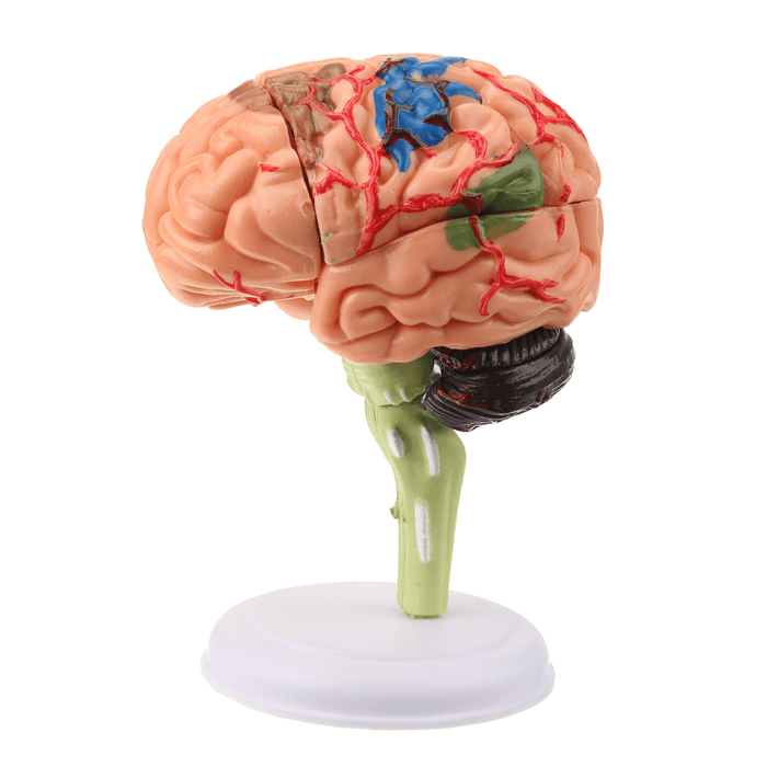 Human Brain Medical Model 4D Disassembled Anatomical School Educational Teaching Tool