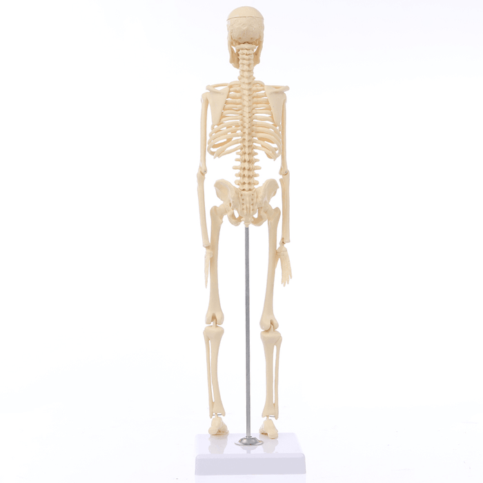 Mini Detachable Human Skeleton Bone Model Removable Arms Legs W Metal Stand Anatomical Medical Model