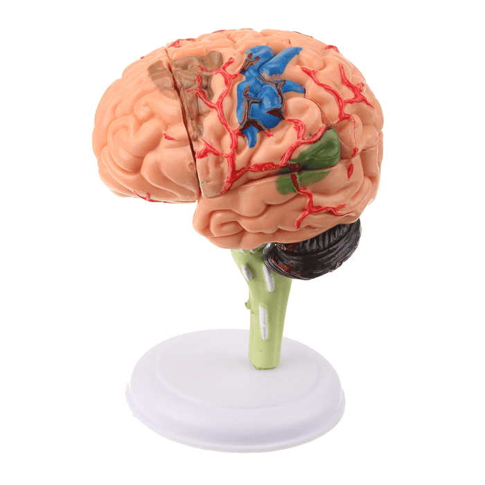 Human Brain Medical Model 4D Disassembled Anatomical School Educational Teaching Tool