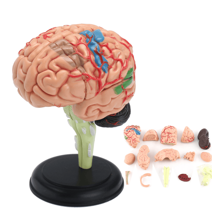 Human Brain Medical Model 4D Disassembled Anatomical School Educational Teaching Tool