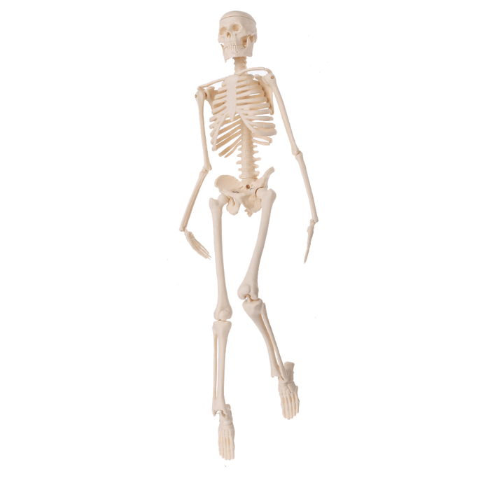 Mini Detachable Human Skeleton Bone Model Removable Arms Legs W Metal Stand Anatomical Medical Model