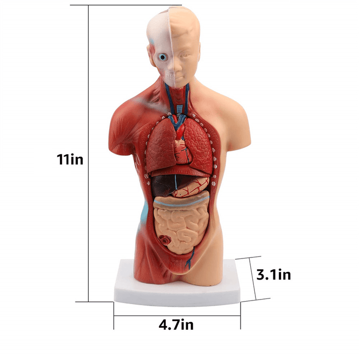 11Inch Human Body Model Torso Anatomy Doll 15 Removable Parts Skeleton Visceral