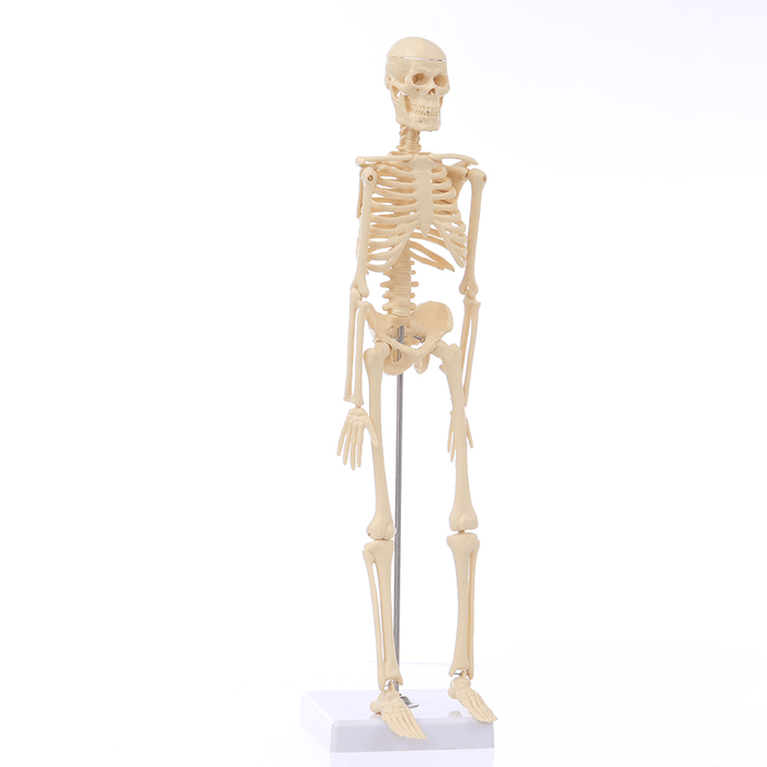 Mini Detachable Human Skeleton Bone Model Removable Arms Legs W Metal Stand Anatomical Medical Model