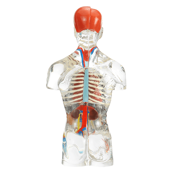 19 Part Human Anatomical Anatomy Skeleton Medical Learn Aid Human Organ Model