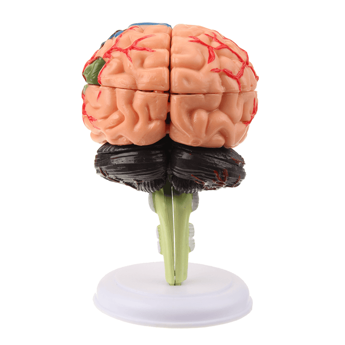 Human Brain Medical Model 4D Disassembled Anatomical School Educational Teaching Tool