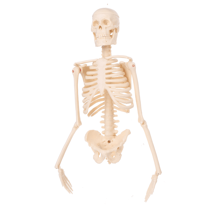 Mini Detachable Human Skeleton Bone Model Removable Arms Legs W Metal Stand Anatomical Medical Model