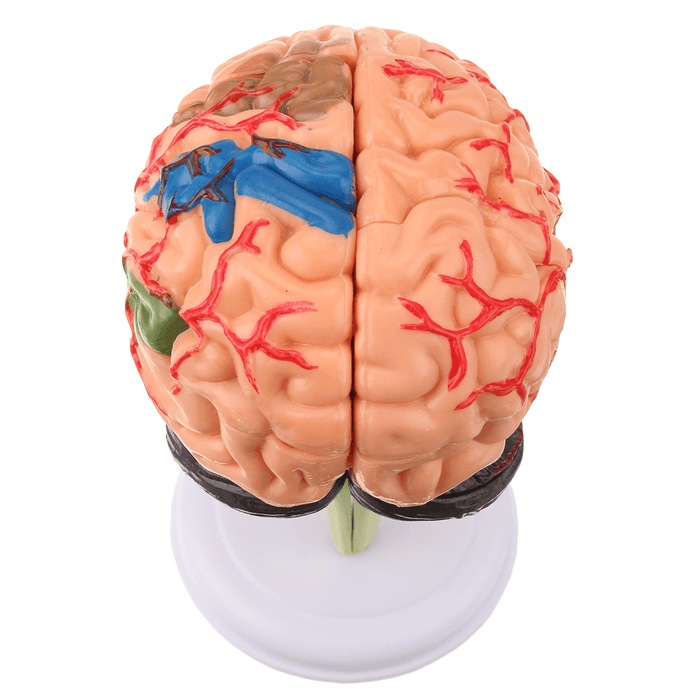 Human Brain Medical Model 4D Disassembled Anatomical School Educational Teaching Tool