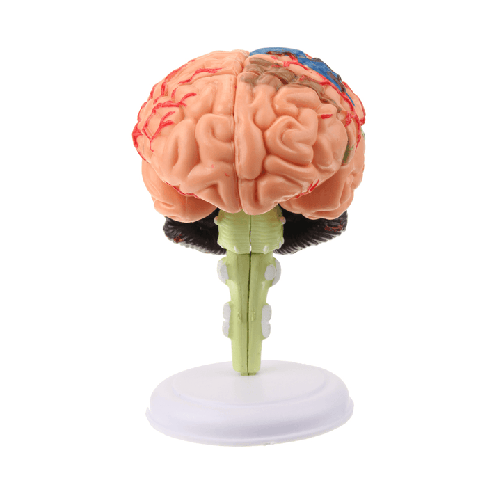 Human Brain Medical Model 4D Disassembled Anatomical School Educational Teaching Tool