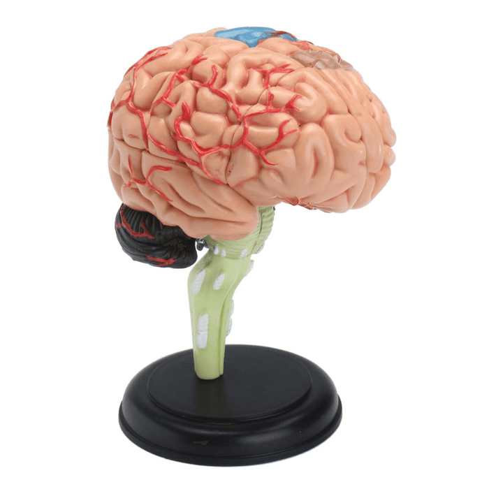 Human Brain Medical Model 4D Disassembled Anatomical School Educational Teaching Tool