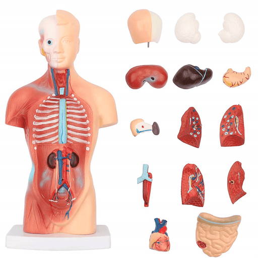 11Inch Human Body Model Torso Anatomy Doll 15 Removable Parts Skeleton Visceral