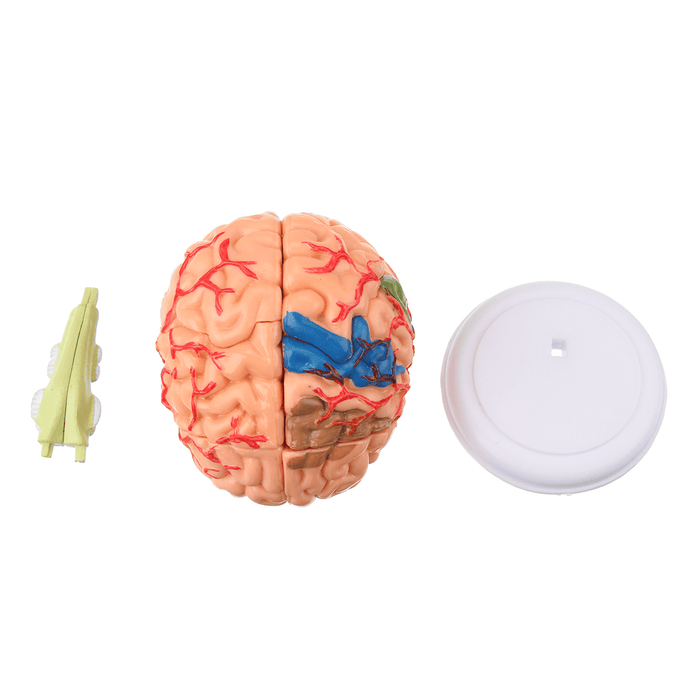 Human Brain Medical Model 4D Disassembled Anatomical School Educational Teaching Tool