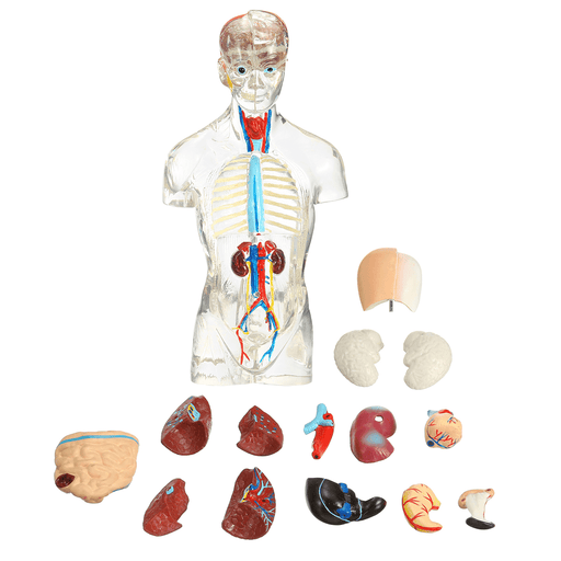 19 Part Human Anatomical Anatomy Skeleton Medical Learn Aid Human Organ Model