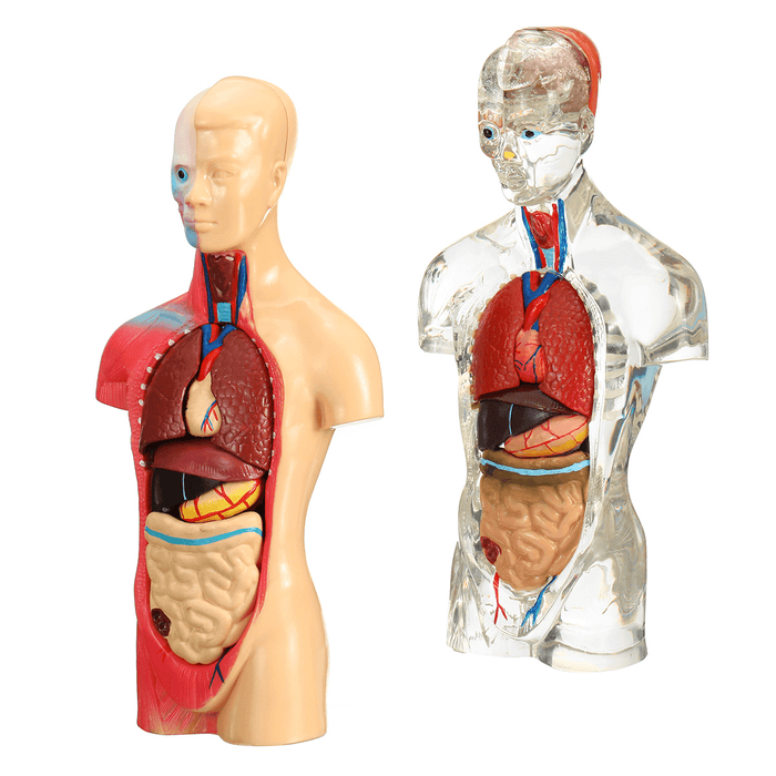 19 Part Human Anatomical Anatomy Skeleton Medical Learn Aid Human Organ Model