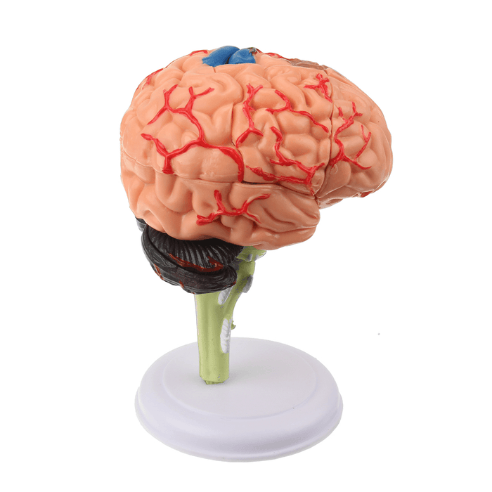 Human Brain Medical Model 4D Disassembled Anatomical School Educational Teaching Tool