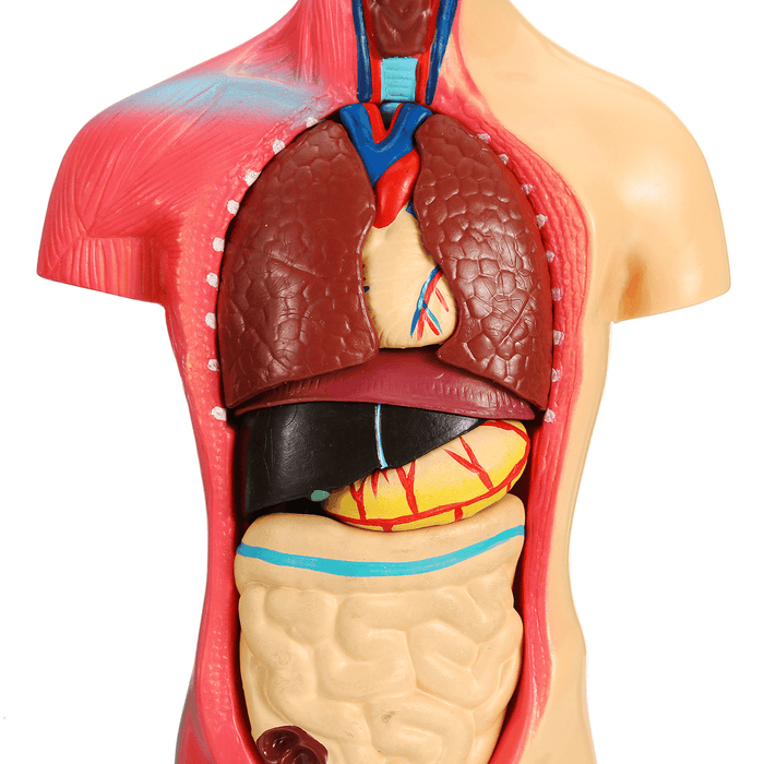 19 Part Human Anatomical Anatomy Skeleton Medical Learn Aid Human Organ Model