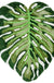 Feblilac Tropical Green Leaves Bath Mat, Monstera Leaf Rug for Bedroom