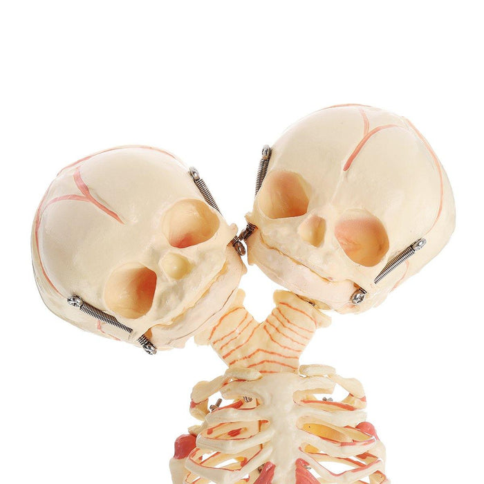 Double Head Baby Anatomy Skull Skeleton Anatomical Brain Anatomy Education Medical Model