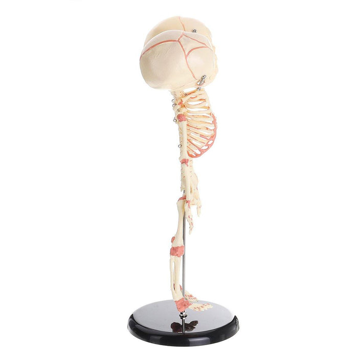 Double Head Baby Anatomy Skull Skeleton Anatomical Brain Anatomy Education Medical Model