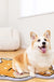 Feblilac Cute Shiba Cat Tufted Bath Mat