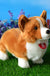 Corgi Action Dog Plush Toy Cute Corgi Simulation Animal