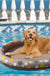 Dog Swimming Pool Inflatable Hammock Pets Pool Floating Bed Spring Summer Swimming Ring