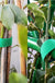 3 Rolls Green Garden Twine Plant Ties Nylon Plant Bandage Garden Hook Loop Bamboo Cane Wrap Support Garden Accessories