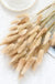 30-80pcs Nature Bunny Rabbit Tail Grass Dried Flower Bouquet Wedding Party Decor Fluffy Pampas Christmas Diy Floral Arrangement