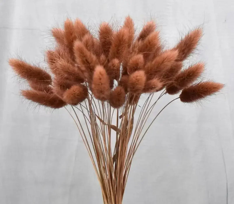 30-80pcs Nature Bunny Rabbit Tail Grass Dried Flower Bouquet Wedding Party Decor Fluffy Pampas Christmas Diy Floral Arrangement