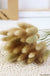 30-80pcs Nature Bunny Rabbit Tail Grass Dried Flower Bouquet Wedding Party Decor Fluffy Pampas Christmas Diy Floral Arrangement