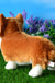 Corgi Action Dog Plush Toy Cute Corgi Simulation Animal