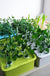 24 Holes Plant Site Hydroponic Kit Garden Pots Planters Seed