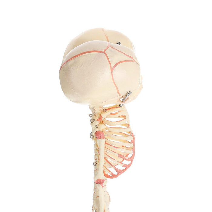 Double Head Baby Anatomy Skull Skeleton Anatomical Brain Anatomy Education Medical Model