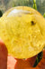 Citrine Ball Decoration Rough Stone Polished Home Office