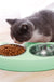 Dog Bowls Double Dog Water And Food Bowls Stainless Steel Bowls With Non-Slip Resin Station, Pet Feeder Bowls For Puppy Medium Dogs Cats