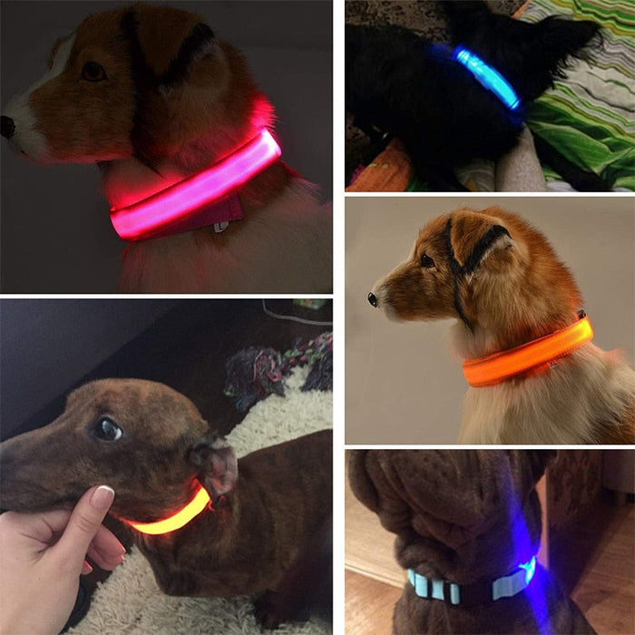 LED Dog Collar - Okeihouse