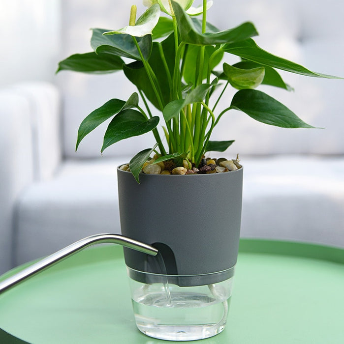 Transparent  Self Watering Flowerpot