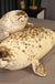 Giant 3D Sea Lion Plush Animal Toys - Okeihouse